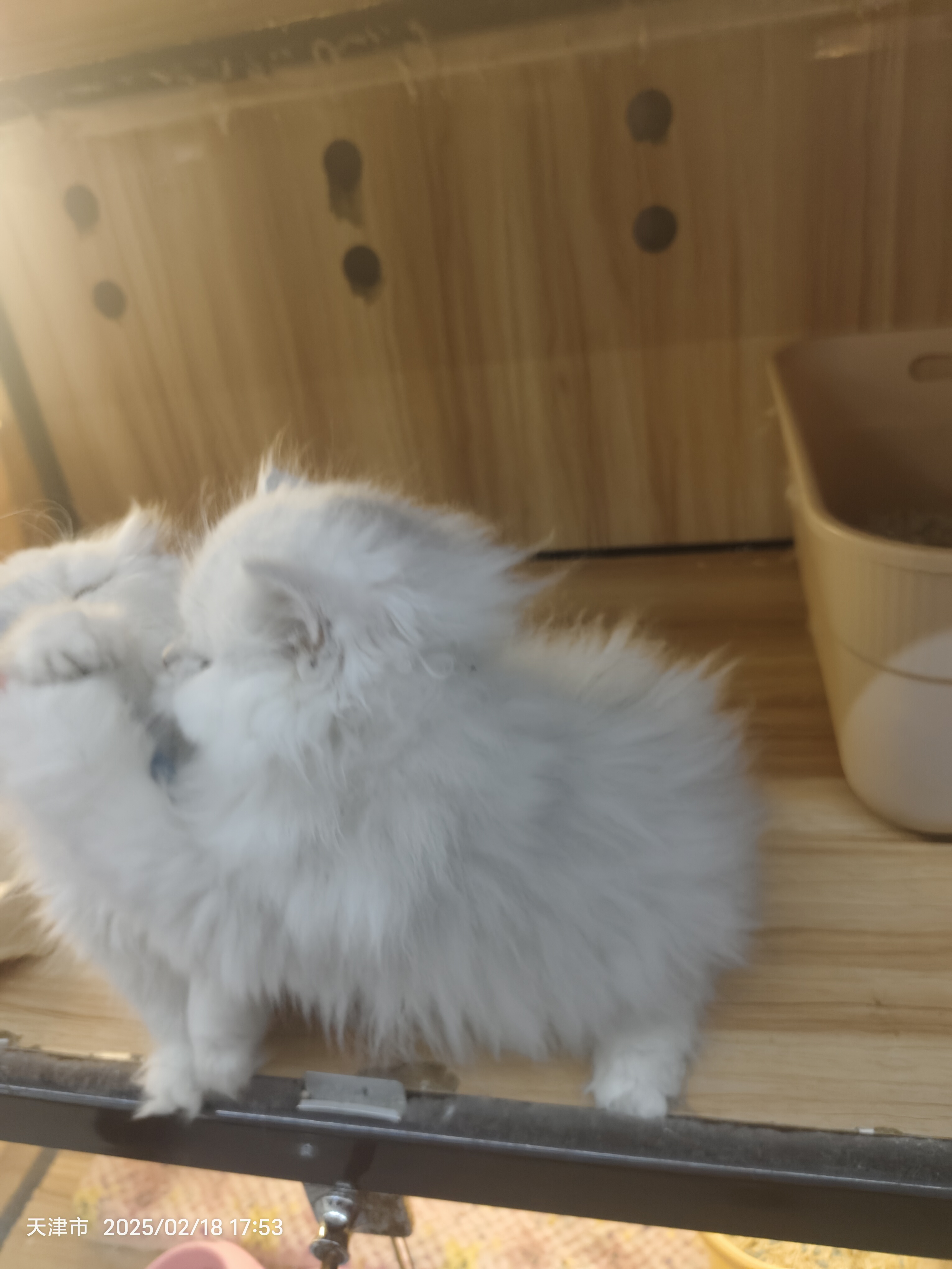 金吉拉，别名银色波斯猫